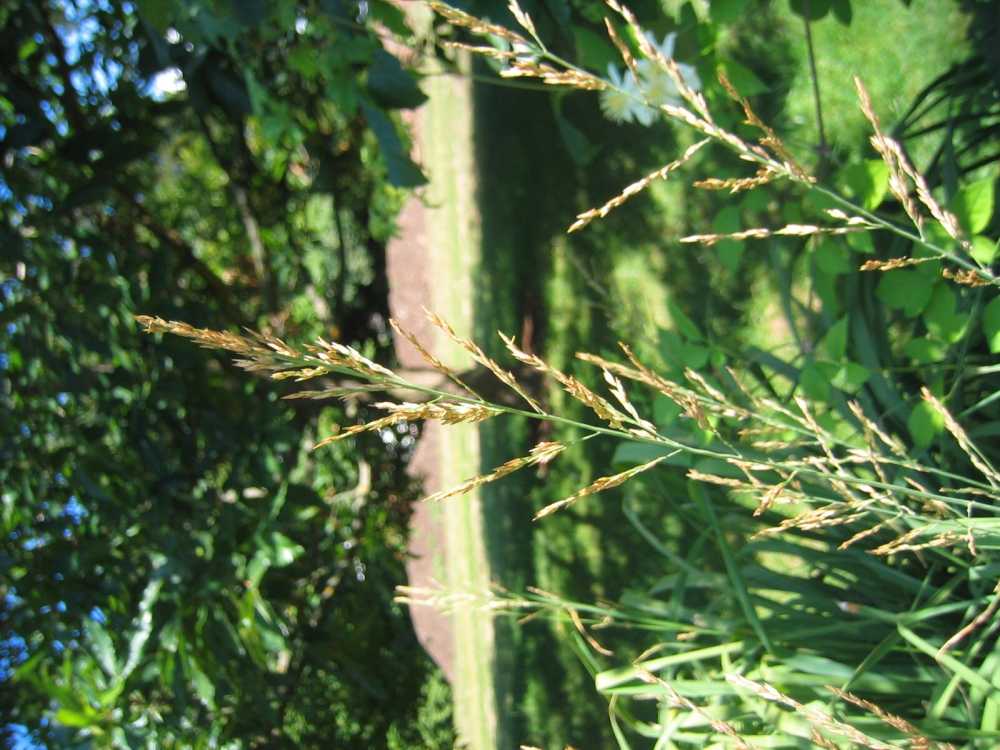 Molinia arundinacea 'Windspiel' (Hohes Pfeifengras)